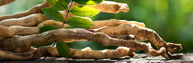 Monk fruit sugar
